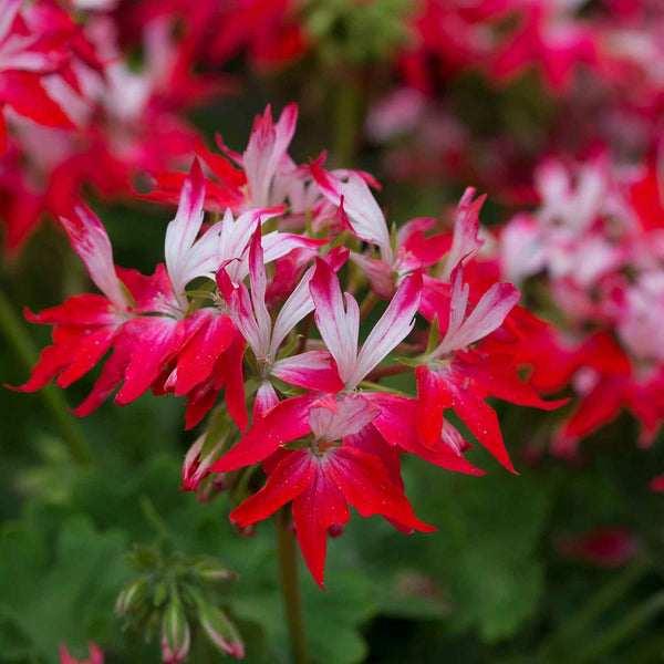 Geranium Plant 'Summer Twist Red and White'