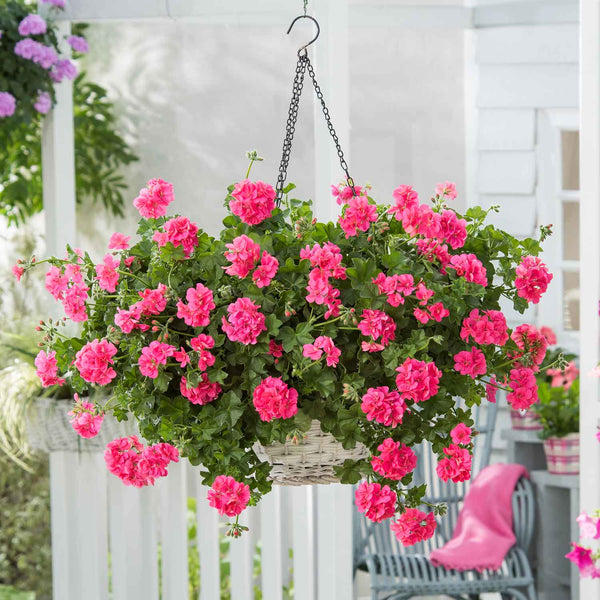 Geranium Plant 'Sunflair Linda Pink'