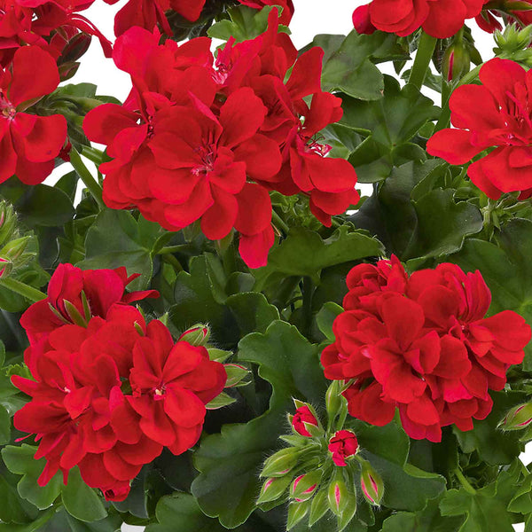 Geranium Plant 'Sunflair Paula Red'