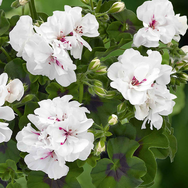 Geranium Plant 'Sunflair Eva White'