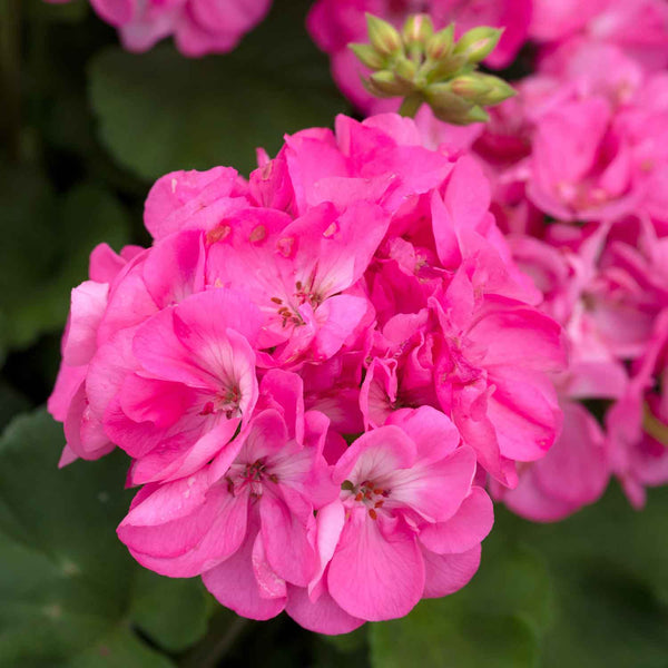 Geranium Plant 'Galaxy Rose'