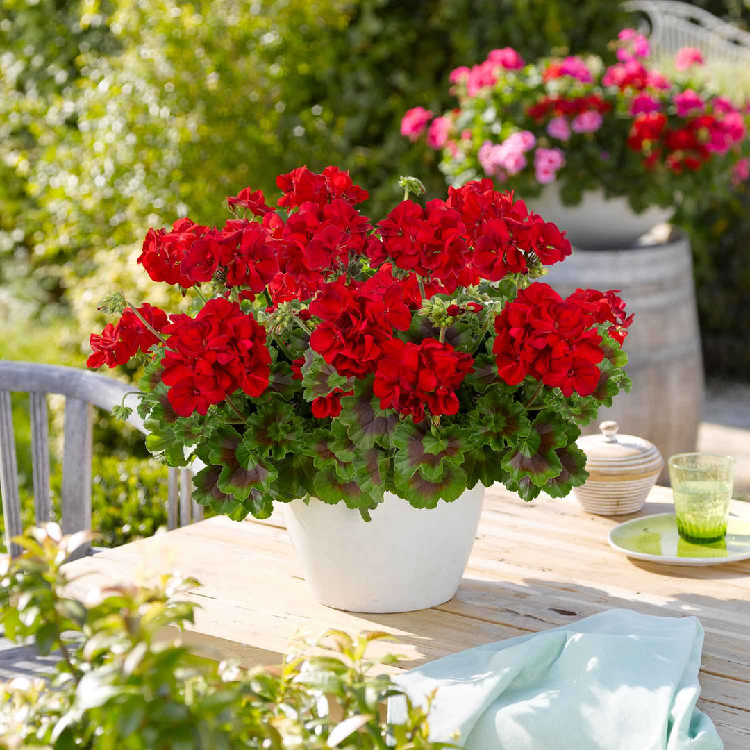Geranium Plant 'Galaxy Red' - 6 x Super Plug Plants | Buy Geranium ...
