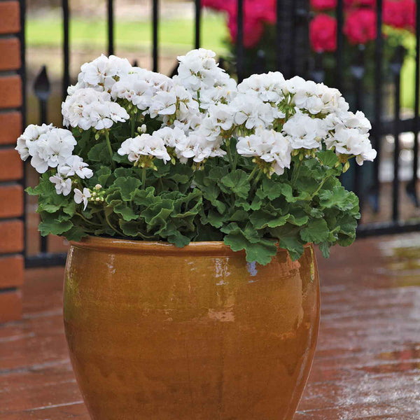 Geranium Plant 'Galaxy White'