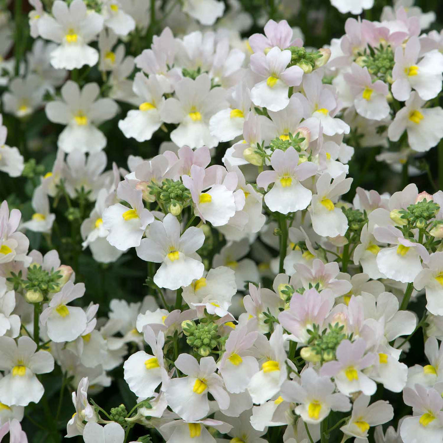 Buy Nemesia Wisley Vanilla 6 Plants Online | Marshalls – Marshalls Garden