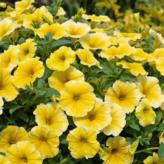 Petunia 'Bees Knees' - 6 Super Plugs | Buy Petunia Plants Online ...