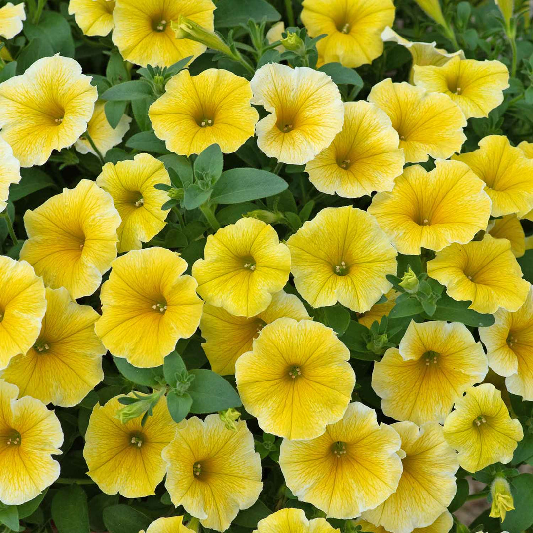 Petunia 'Bees Knees' - 6 Super Plugs | Buy Petunia Plants Online ...