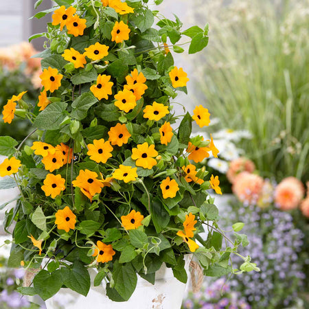 Thunbergia 'Orange'