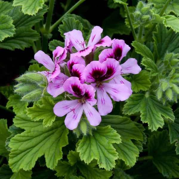 Geranium Plant 'Scented Orange Fizz'