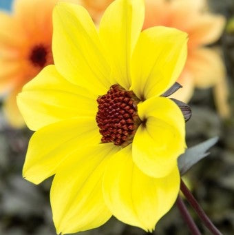 Dahlia Plant 'Mystic Illusion'