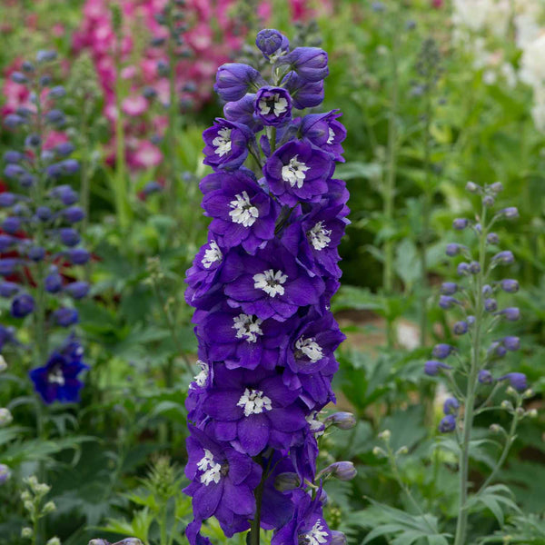 Delphinium Plant 'Magic Fountains Dark Blue White Bee'