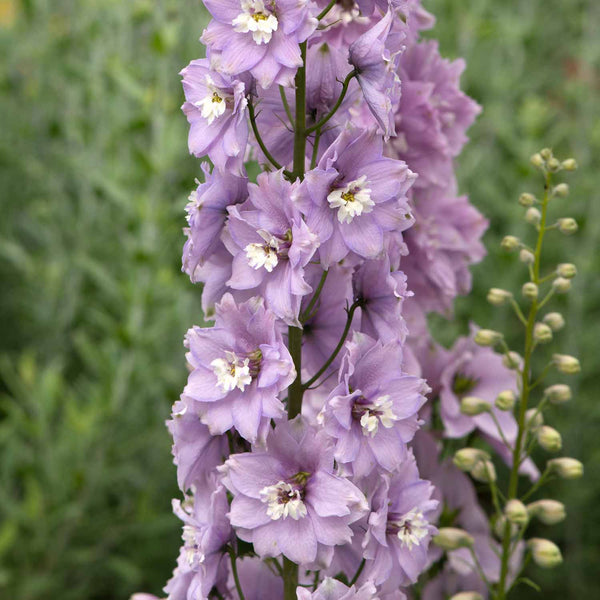 Delphinium Plant 'Magic Fountains Cherry Blossom with White Bee'