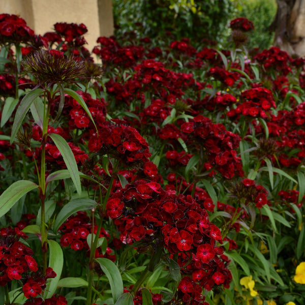 Dianthus Plant 'Dash Crimson'