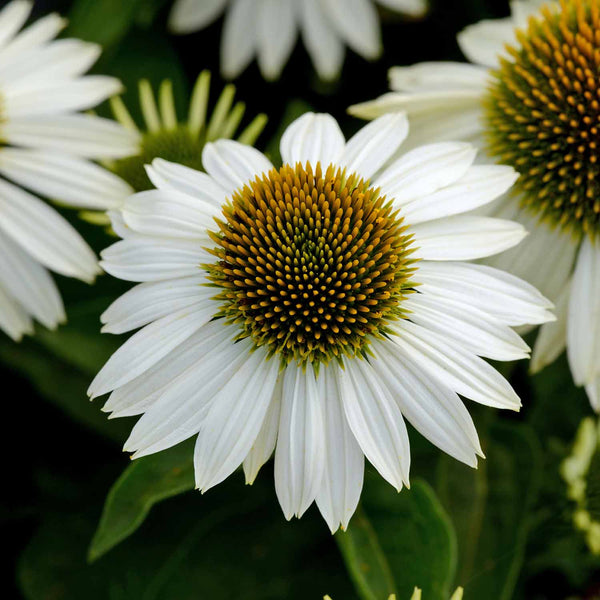 Echinacea Plant 'Sombrero Blanco'