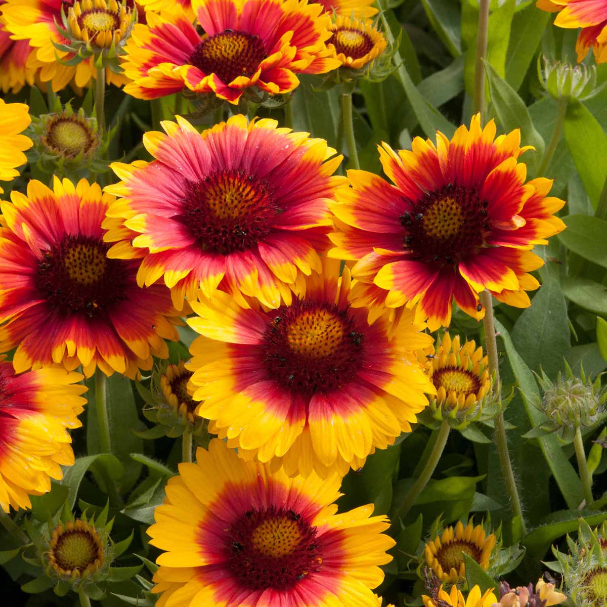 Gaillardia 'Mesa Bright Bicolour' 6 Garden Ready Plants Buy
