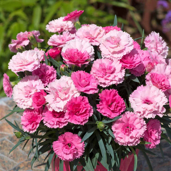 Dianthus Plant 'I Love You'