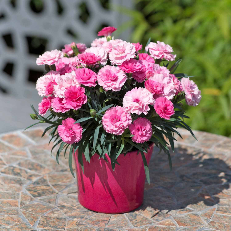 Dianthus Plant 'I Love You'