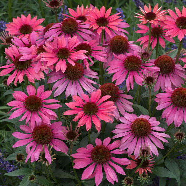 Echinacea Plant 'Sun Magic Fantastic Pink'