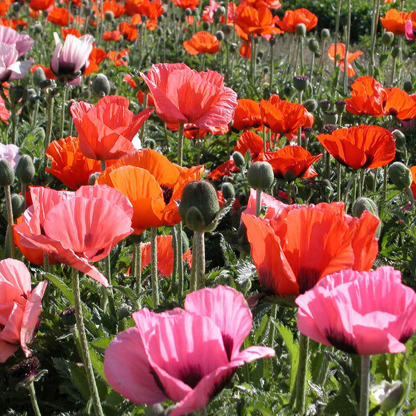 Papaver Plant 'Orientalis Pizzicato'