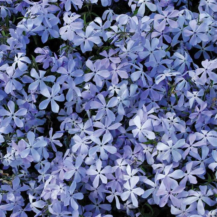 Phlox divaricata 'Clouds of Perfume' - 6 Garden Ready Plugs | Buy Phlox ...