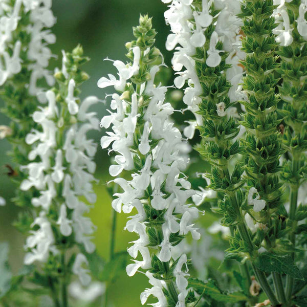 Salvia Plant 'Nemorosa Lyrical White'