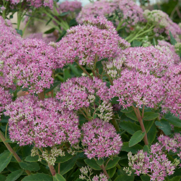 Sedum Plant 'Matrona'