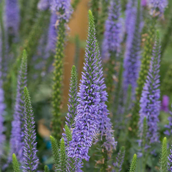 Veronica Plant 'Moody Blues Blue Sky'