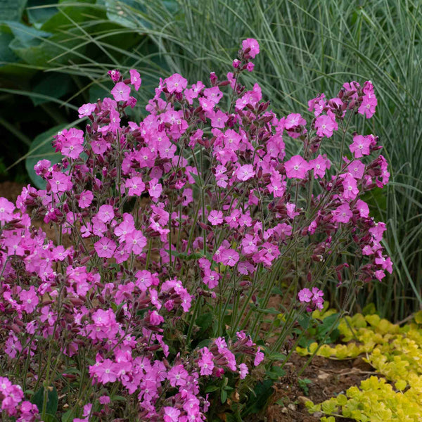 Silene Plant 'Rollies Favourite'