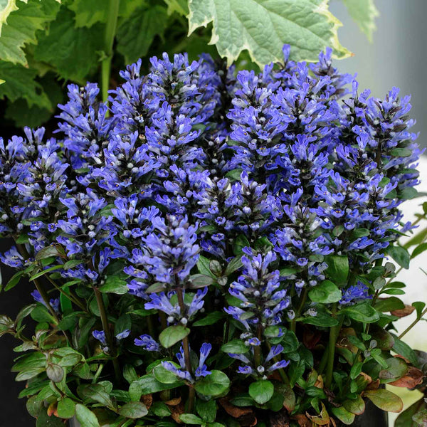 Ajuga Plant 'Reptans Blueberry Muffin'