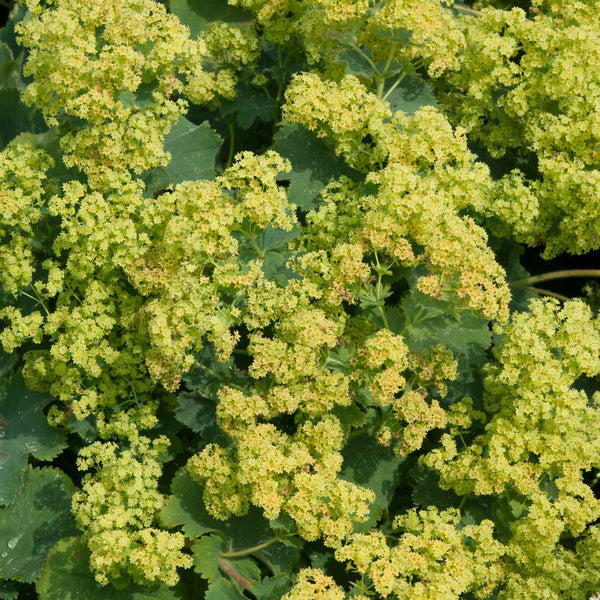 Alchemilla Plant 'Mollis Irish Silk'