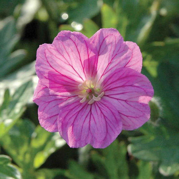 Geranium Plant 'Blushing Turtle'