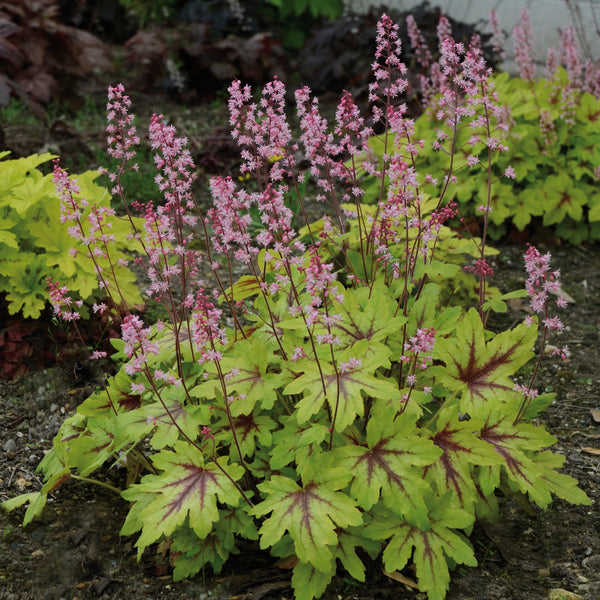 Heuchera Plant 'Eye Spy'