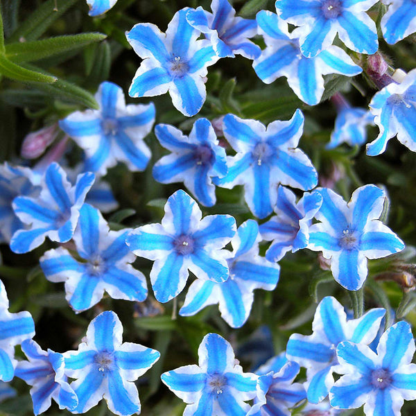 Lithodora Plant 'Blue Star'