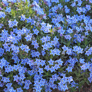 Blue Star Flowers – FlowerFantaSee