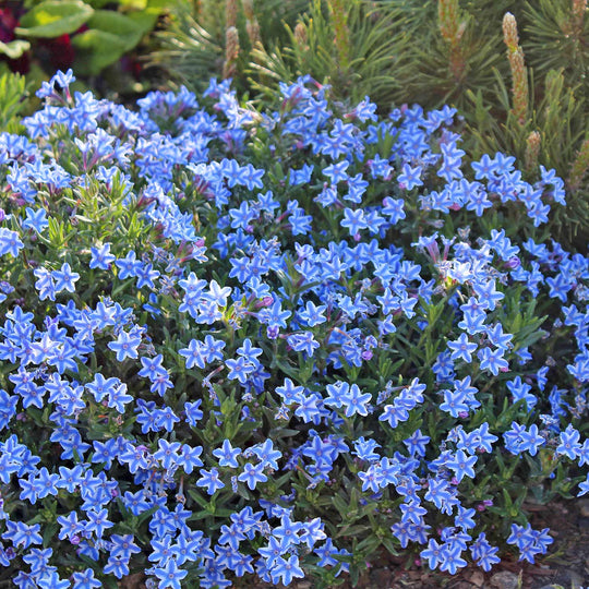 Lithodora 'Blue Star' - 6 Garden Ready Plugs | Buy Lithodora Plants ...