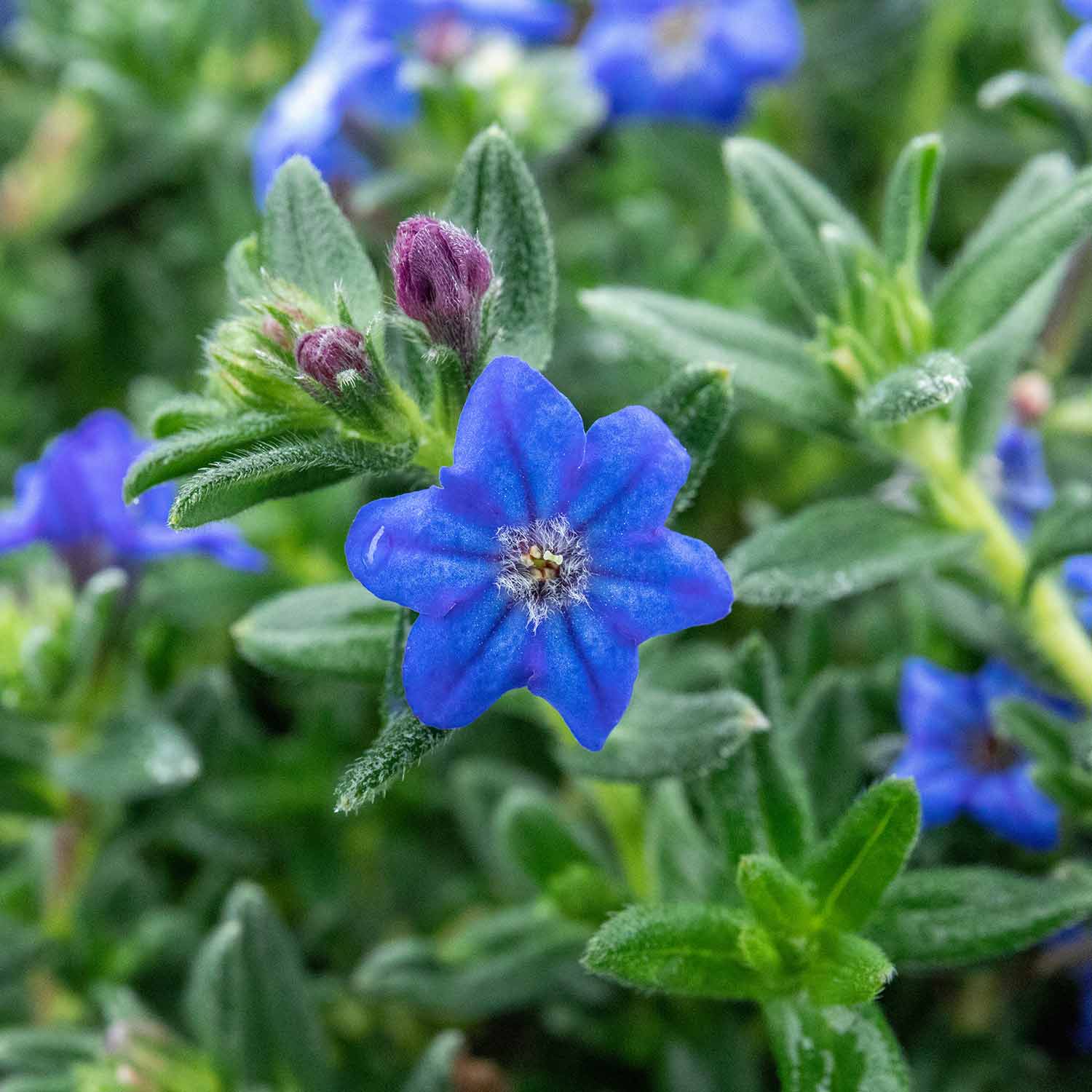 Lithodora 'Heavenly Blue' - 6 Garden Ready Plugs | Buy Lithodora Plants ...