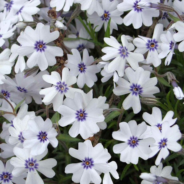 Phlox Plant 'Subulata Bavaria'