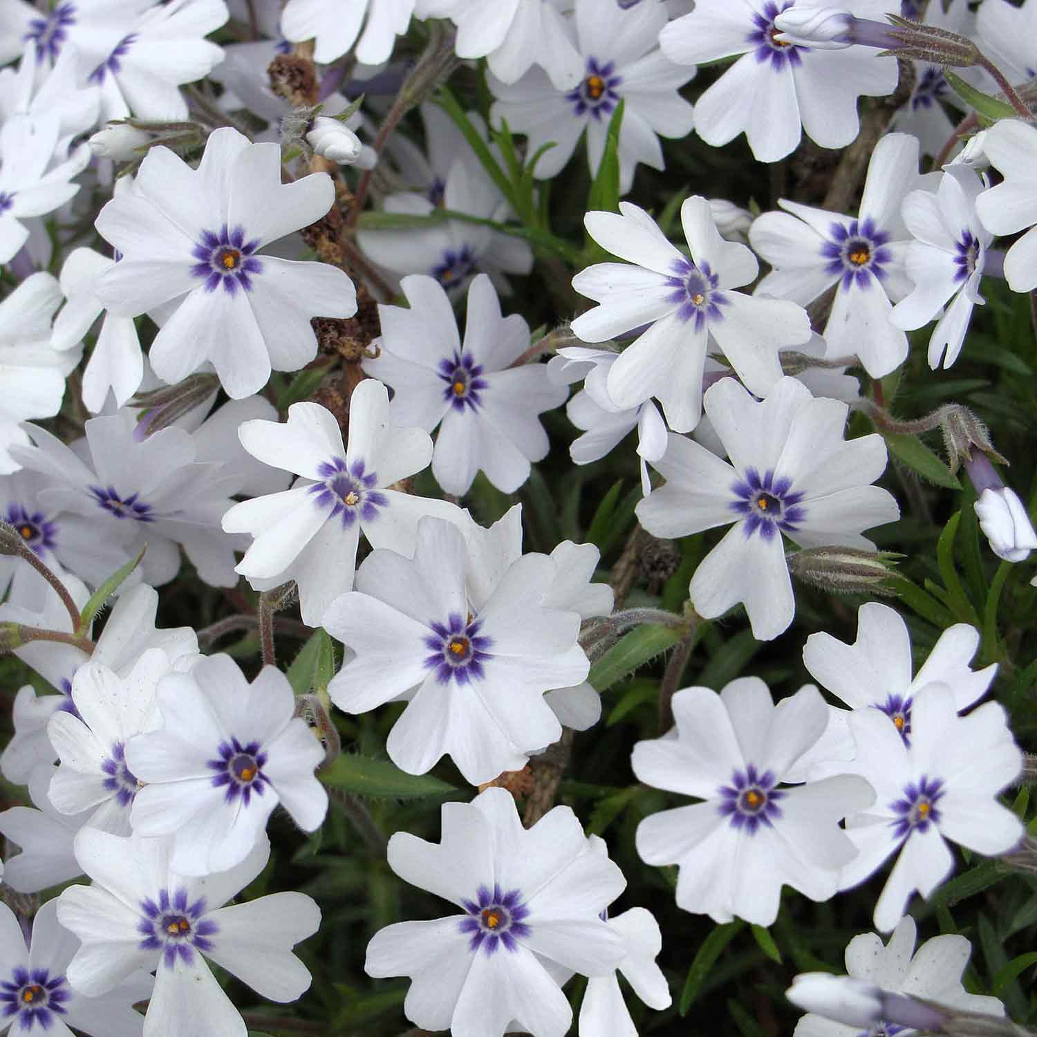 Phlox subulata 'Bavaria' - 6 Garden Ready Plugs | Buy Phlox Plants ...