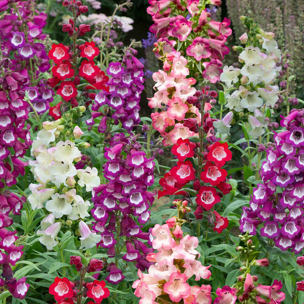 Penstemon Plant 'Arabesque Mixed'