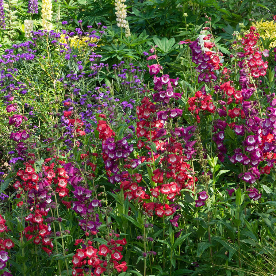 Penstemon 'Arabesque Mixed' - 6 Garden Ready Plugs | Buy Penstemon ...