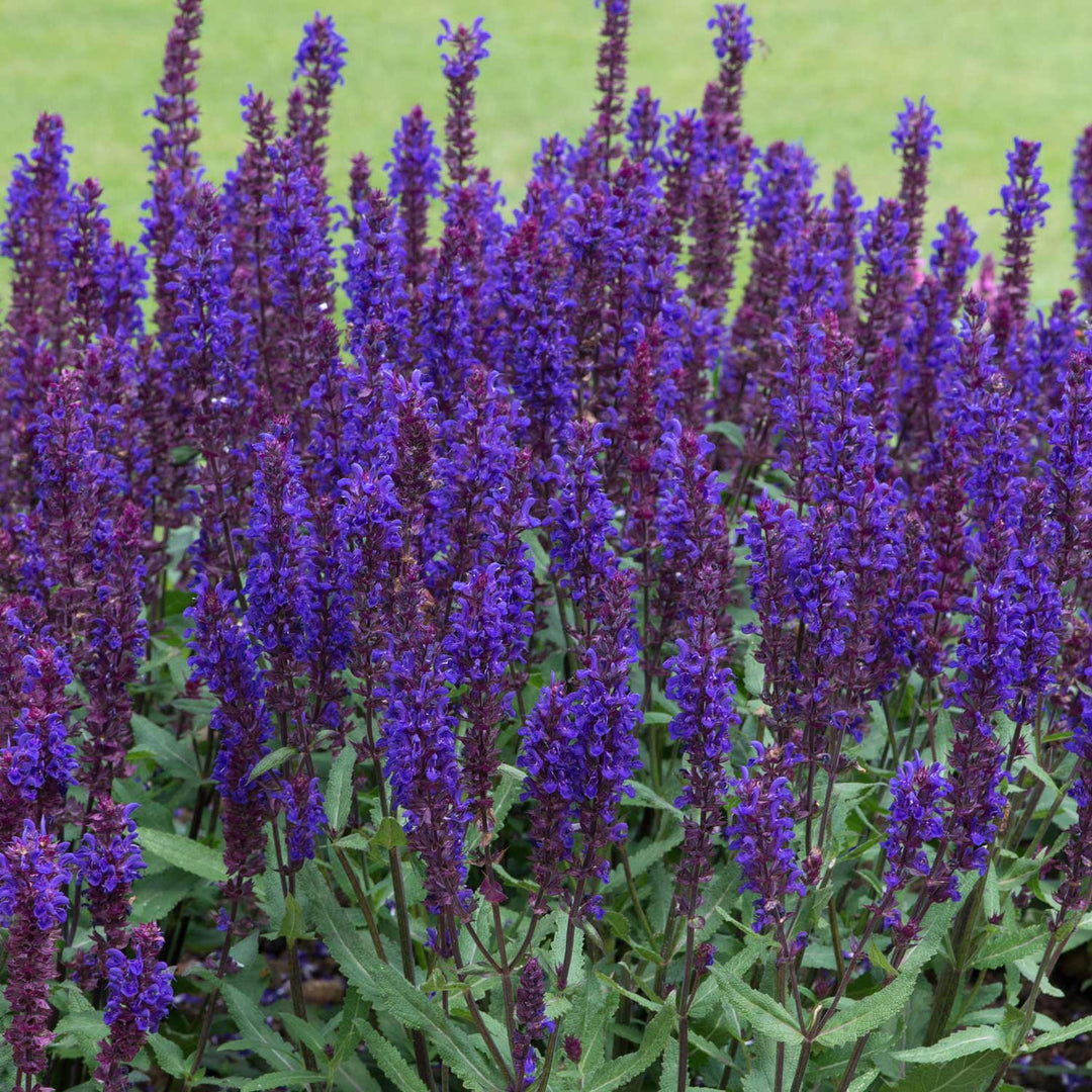 Buy Salvia Salvatore Blue 6 Plants Online | Marshalls – Marshalls Garden