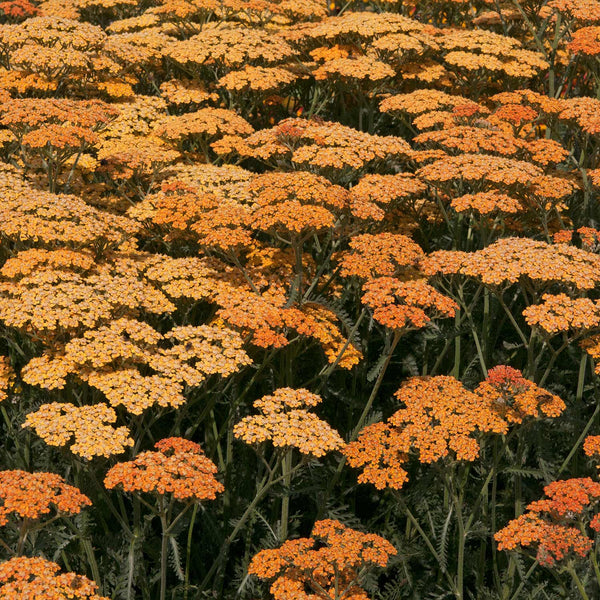 Achillea Plant 'Terracotta'