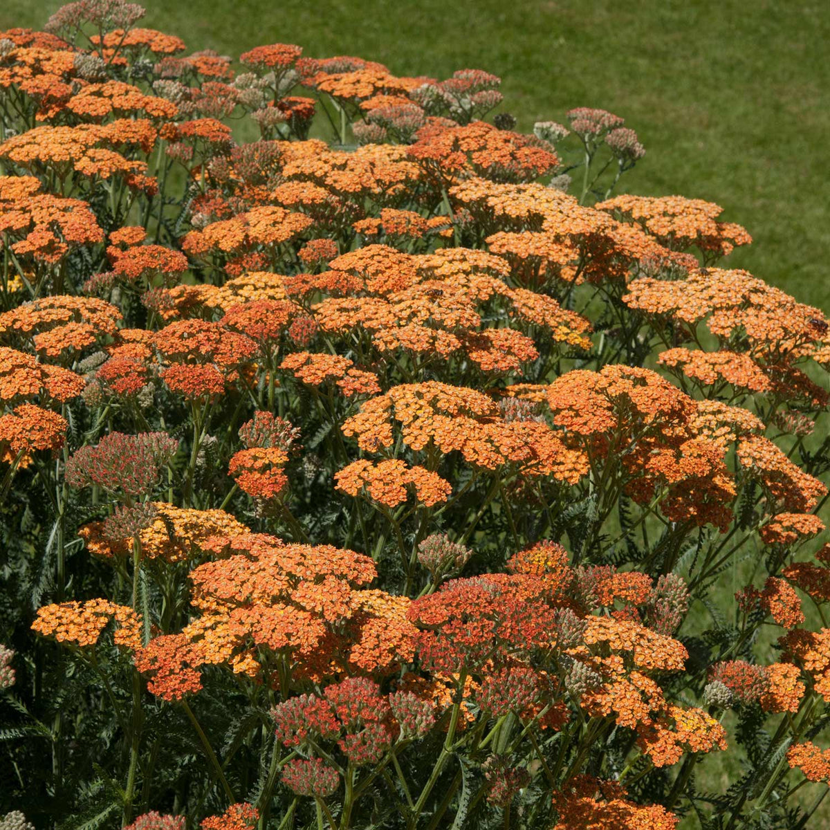 Achillea Terracotta 9cm Plant | Buy Achillea Plants Online | Achillea ...