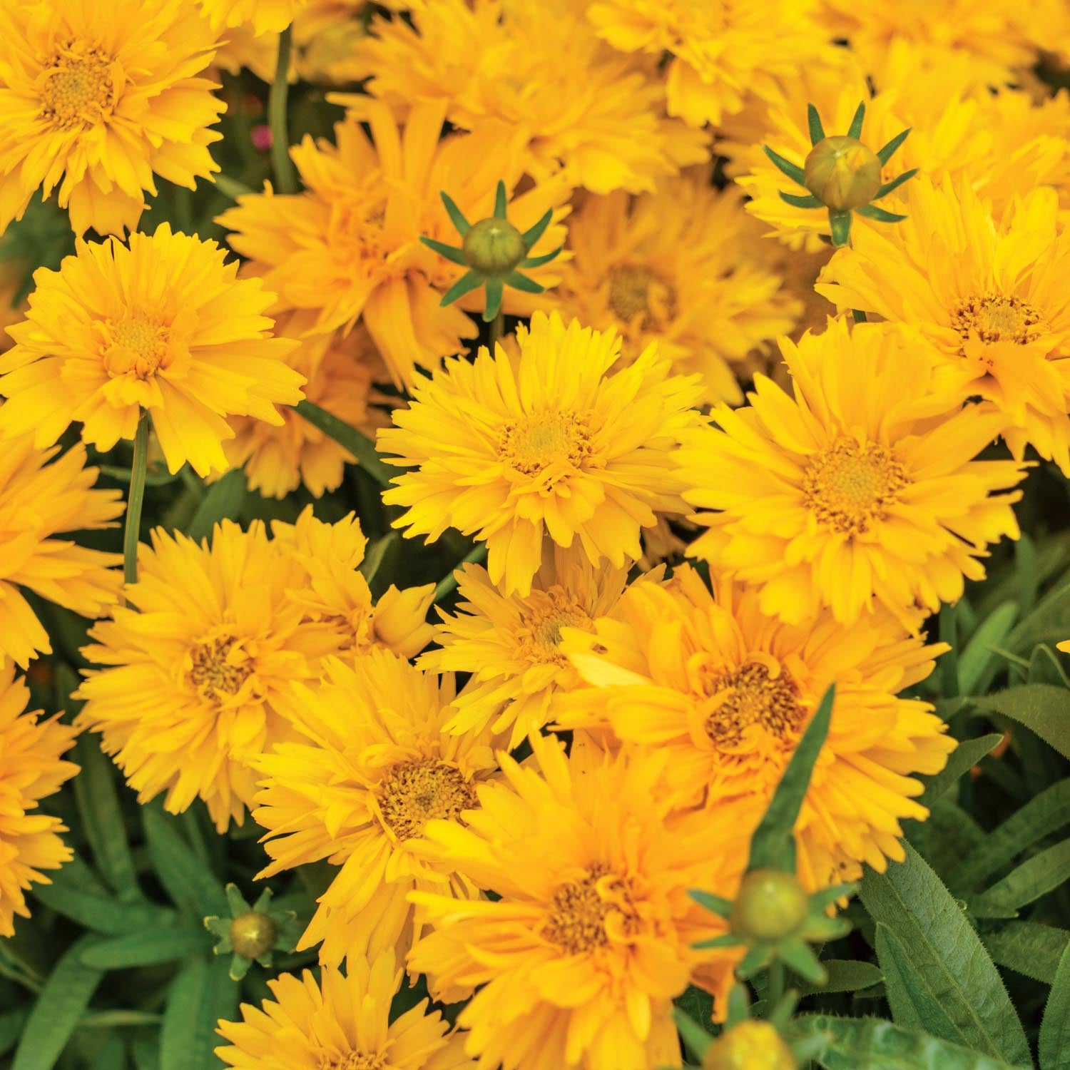 Coreopsis Rising Sun Coreopsis 'Double the Sun' - 6 Garden Ready Plugs | Buy Coreopsis ...