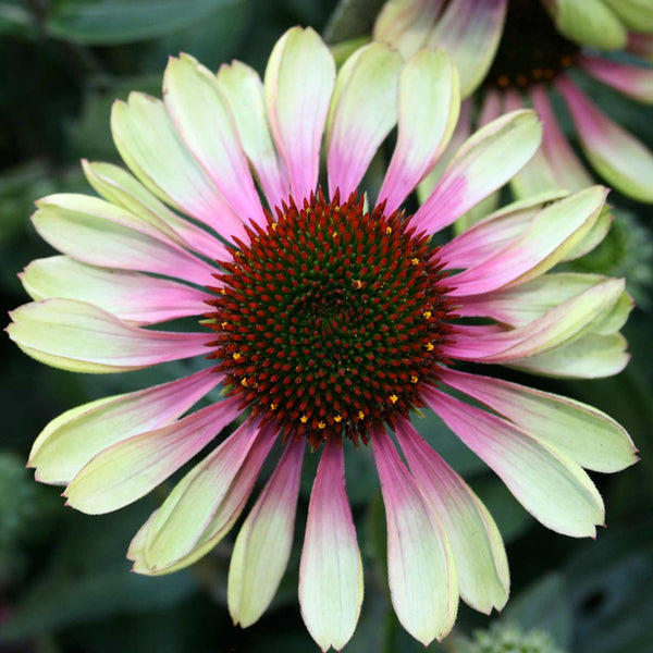 Echinacea Plant 'Green Twister'