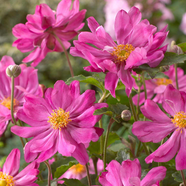 Anemone Plant 'Prinze Heinrich'