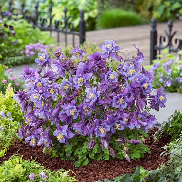 Aquilegia Plant 'Earlybird Purple Blue'