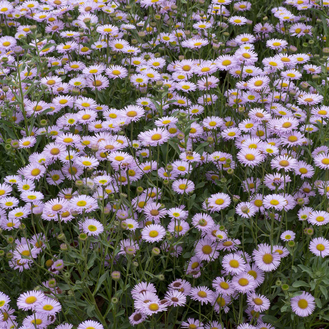 Erigeron Wayne Roderick - 6 Garden Ready Plug Plants | Buy Erigeron ...