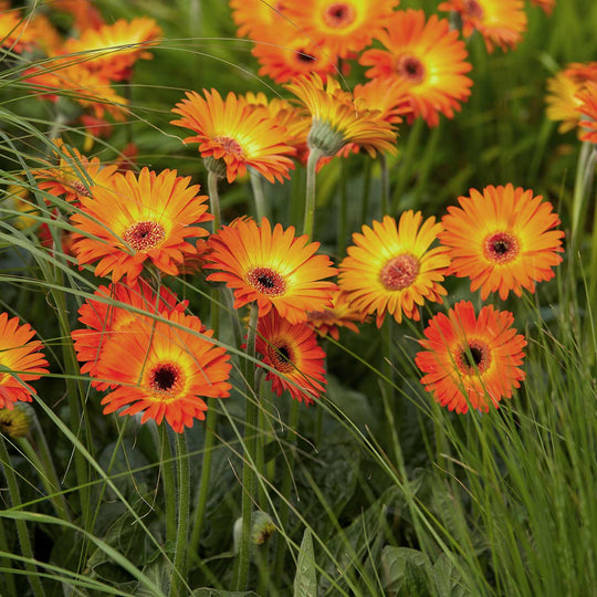 Gerbera Garvinea Sweet Sunset 3 Garden Ready Plug Plants Buy