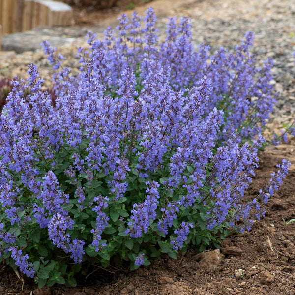 Nepeta Plant 'Persuian Blue'