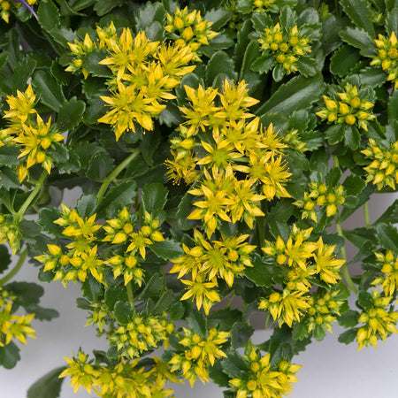 Sedum 'Little Miss Sunshine' - 3 Garden Ready Plug Plants